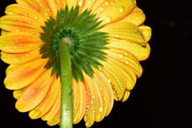 Siyah arka plan üzerine izole Gerbera çiçek.