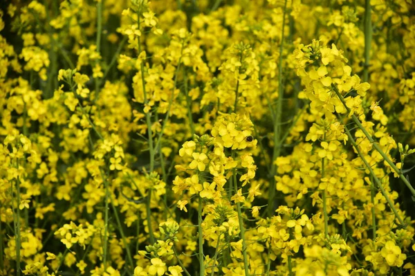 美しい黄色の菜の花畑で — ストック写真