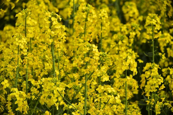 Beautiful Yellow Rape Flowers Field — Stock Photo, Image