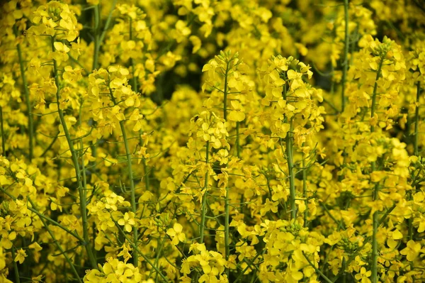 Güzel Sarı Tecavüz Çiçekleri Tarlada — Stok fotoğraf