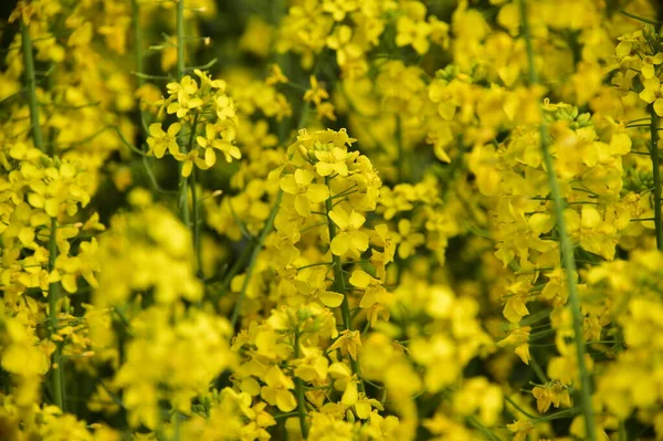 Hermosas Flores Amarillas Violación Campo — Foto de Stock