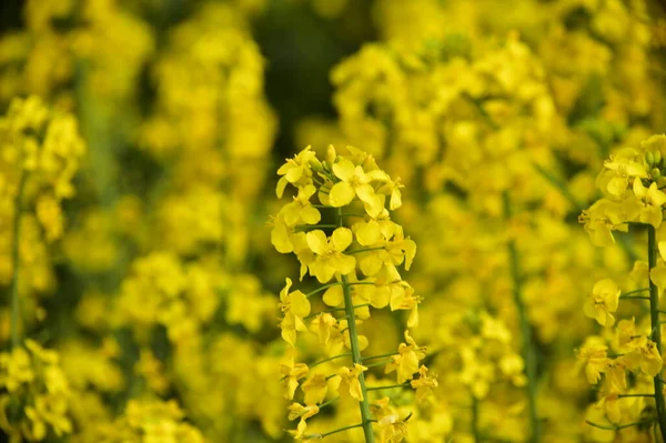Beautiful Yellow Rape Flowers Field — Stock Photo, Image
