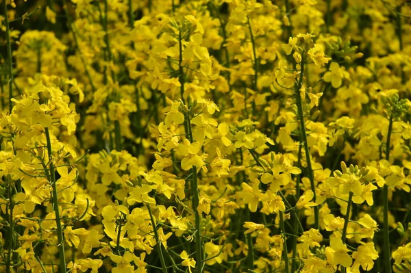 美しい黄色の菜の花畑で — ストック写真