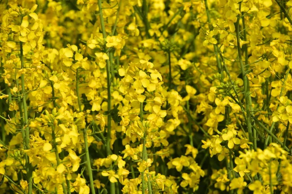 美しい黄色の菜の花畑で — ストック写真