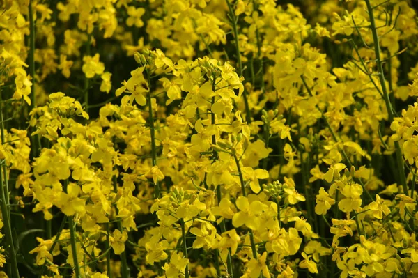 美しい黄色の菜の花畑で — ストック写真