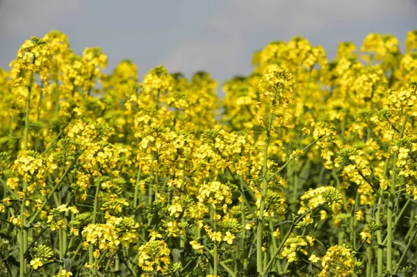 Piękne Żółte Kwiaty Gwałtu Polu — Zdjęcie stockowe