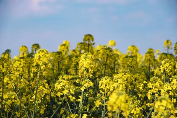 Beautiful Yellow Rape Flowers Field — стоковое фото