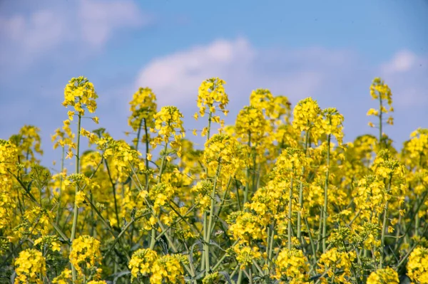 Krásné Žluté Řepky Květiny Poli — Stock fotografie