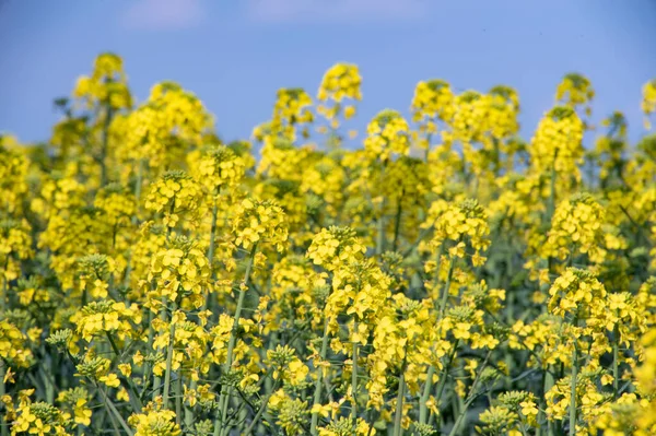 Piękne Żółte Kwiaty Gwałtu Polu — Zdjęcie stockowe