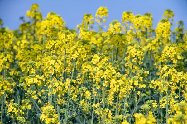 Mooie Gele Verkrachting Bloemen Het Veld — Stockfoto