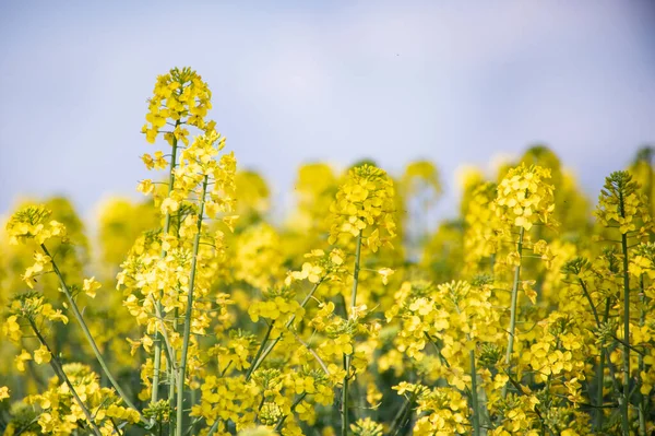 Schöne Gelbe Rapsblüten Auf Dem Feld — Stockfoto