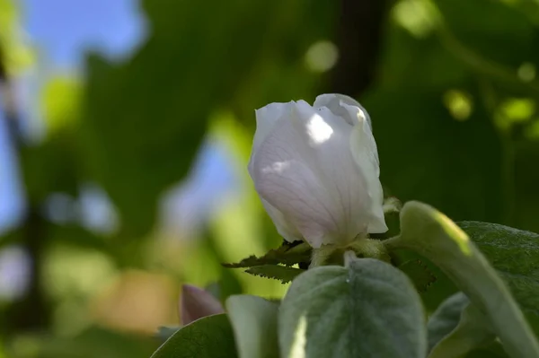 White Tender Flowers Growing Garden — стоковое фото