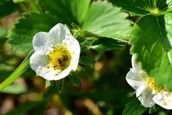 White Strawberry Flowers Growing Garden — Zdjęcie stockowe