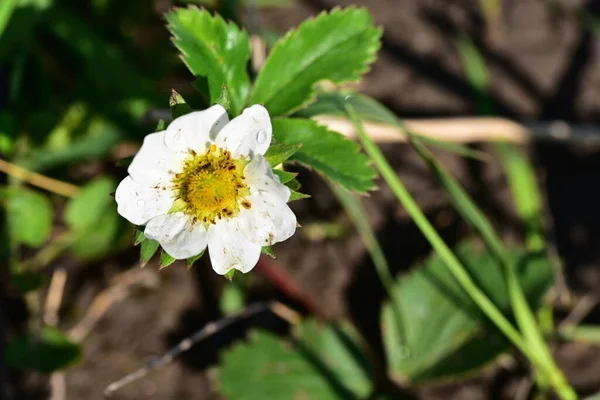 White Strawberry Flowers Growing Garden — стоковое фото