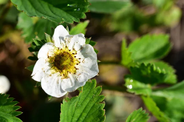 Bahçede yetişen beyaz çilek çiçekleri