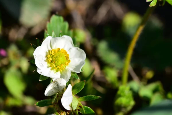 White Strawberry Flowers Growing Garden — Foto de Stock