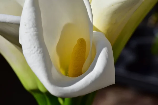Spring White Flowers Growing Garden — Stok fotoğraf