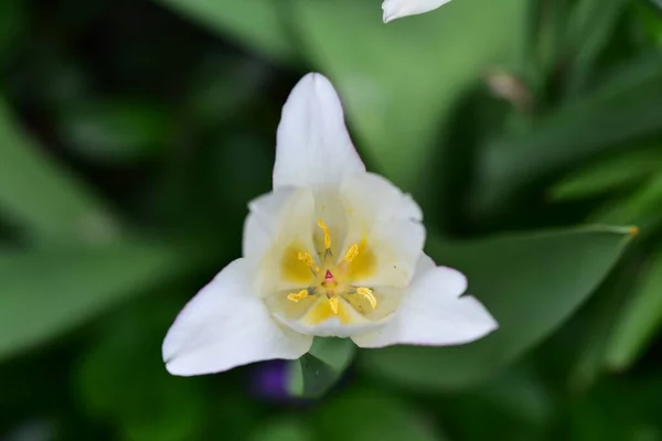 Красивый Тюльпан Растет Саду — стоковое фото