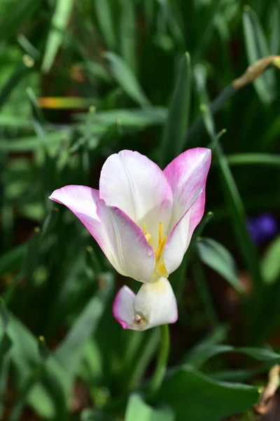 Krásný Tulipán Rostoucí Zahradě — Stock fotografie