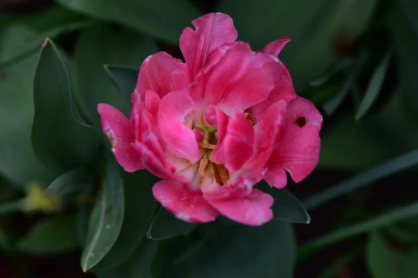 庭で育つ美しいチューリップ — ストック写真