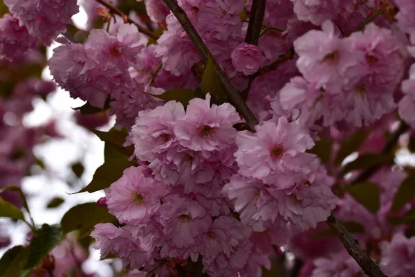 açan bahar bahçesinin güzel pembe çiçekleri
