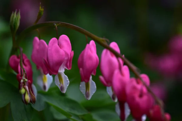 Beautiful Pink Flowers Growing Garden — Stock Photo, Image