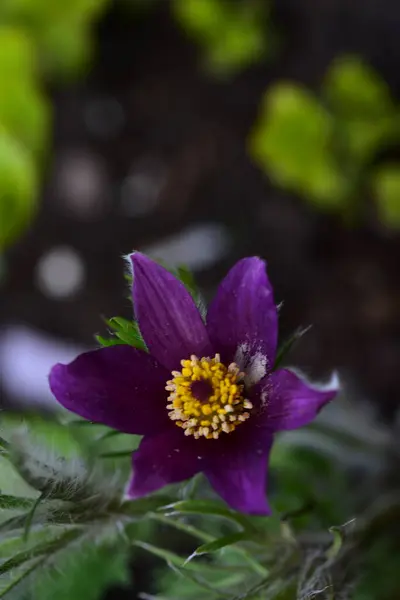 Nahaufnahme Von Lila Blumen Garten — Stockfoto