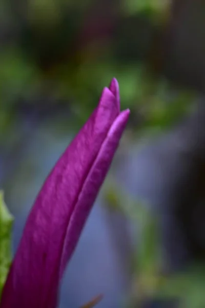 Primer Plano Flores Púrpuras Jardín —  Fotos de Stock