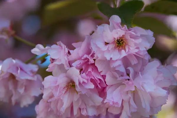 Beautiful Pink Flowers Blooming Spring Garden — Stock Photo, Image