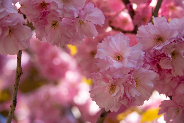 açan bahar bahçesinin güzel pembe çiçekleri