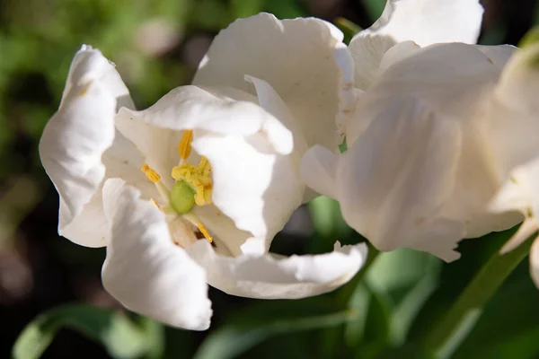 花园里长着白嫩的花 — 图库照片