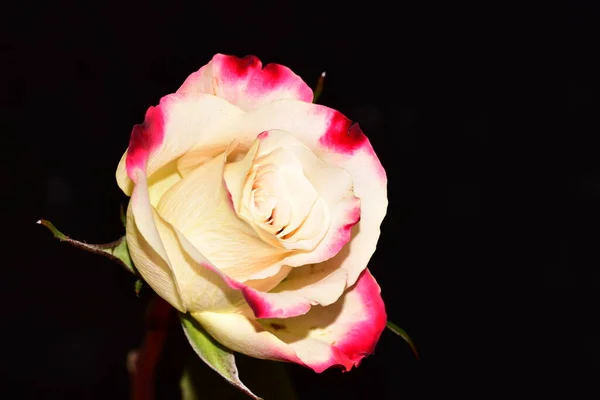 黑色背景的美丽的单身玫瑰 — 图库照片