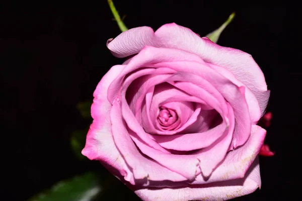 Beautiful Single Rose Black Background — Photo