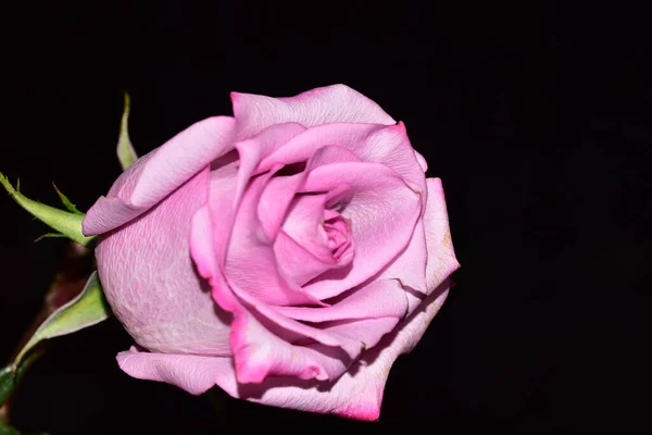Piękna Pojedyncza Róża Czarnym Tle — Zdjęcie stockowe