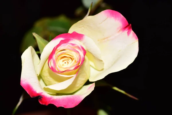 Belle Rose Unique Sur Fond Noir — Photo
