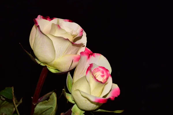 Όμορφα Λευκά Τριαντάφυλλα Σκούρο Φόντο Κοντινή Θέα — Φωτογραφία Αρχείου