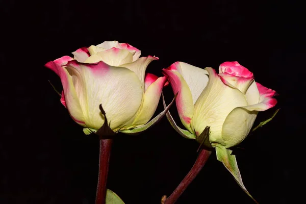Belas Rosas Brancas Fundo Escuro Vista Próxima — Fotografia de Stock