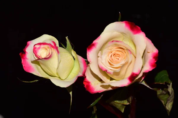 Krásné Bílé Růže Tmavém Pozadí Zblízka — Stock fotografie