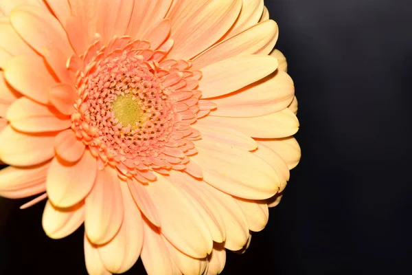 Siyah arka plan üzerine izole Gerbera çiçek.