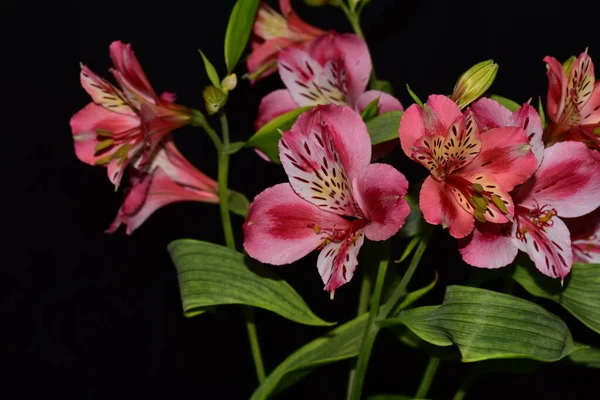 Vacker Lilja Blommor Blommigt Koncept Bakgrund — Stockfoto