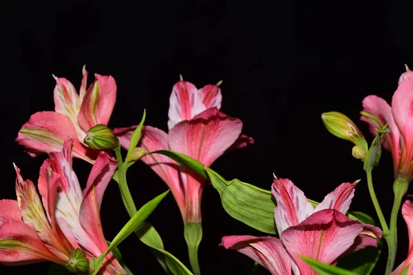 아름다운 꽃무늬가 — 스톡 사진