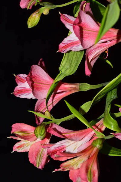 Lindas Flores Lírio Fundo Conceito Floral — Fotografia de Stock