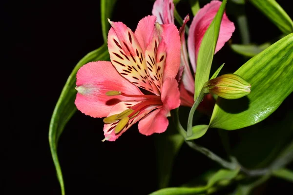 Krásné Lilie Květiny Květinový Koncept Pozadí — Stock fotografie