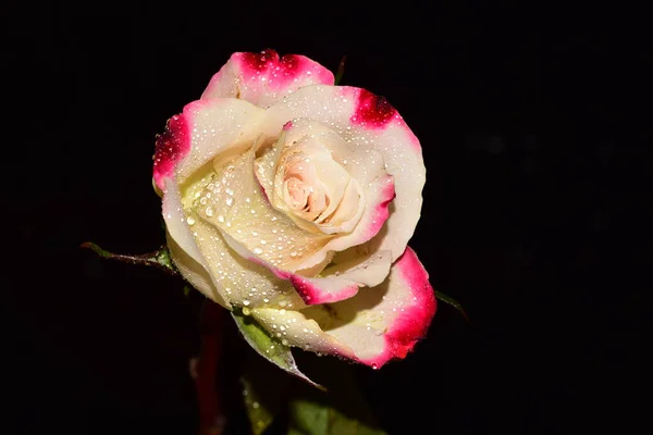 Schöne Einzelne Rose Auf Schwarzem Hintergrund — Stockfoto