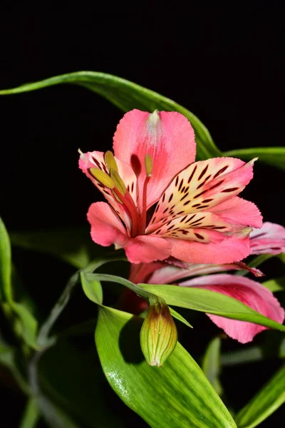 美しいユリの花花のコンセプト背景 — ストック写真