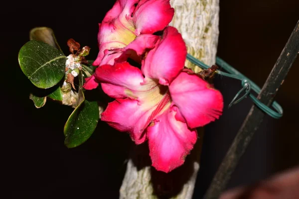 Belle Photo Botanique Avec Des Fleurs Roses Dans Jardin — Photo
