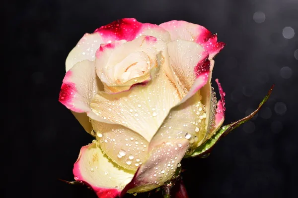 Gyönyörű Egyetlen Rózsa Fekete Háttér — Stock Fotó