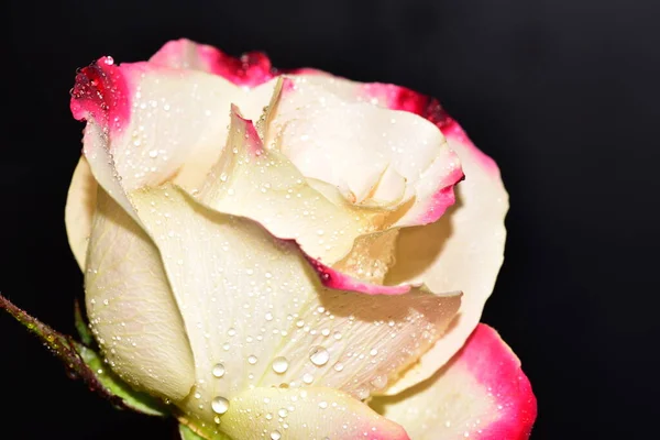 Schöne Einzelne Rose Auf Schwarzem Hintergrund — Stockfoto