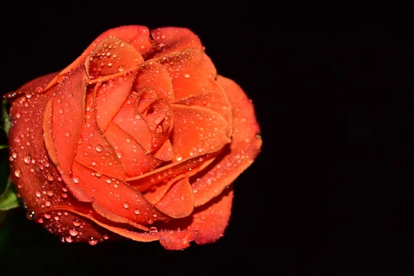 Красивая Одинокая Роза Черном Фоне — стоковое фото