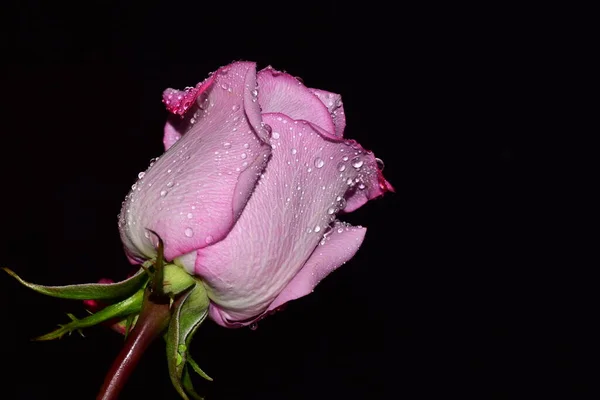 Красива Одиночна Троянда Чорному Тлі — стокове фото